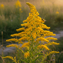 Goldenrod
