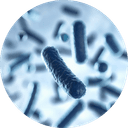 Gut microbiome